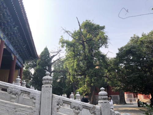 Confucius Tempel mit vielen Bäumen
